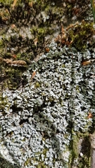Cladonia petrophila