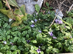 Ajuga pygmaea