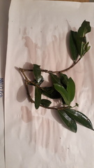 Daphnopsis caracasana