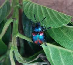 Platycorynus undatus