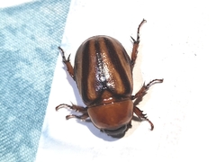 Cyclocephala complanata