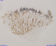 Fuscolachnum misellum