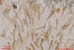 Fuscolachnum misellum