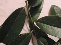 Daphnopsis caracasana