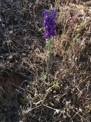 Delphinium hansenii hansenii