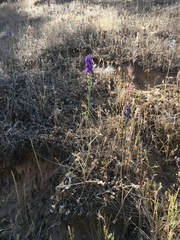 Delphinium hansenii hansenii