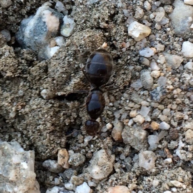 Myrmecocystus tenuinodis