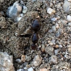 Myrmecocystus tenuinodis