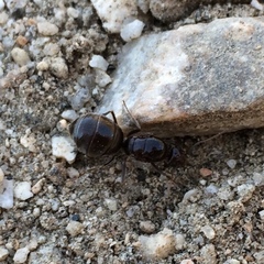 Myrmecocystus tenuinodis