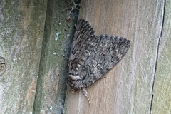 Catocala umbrosa