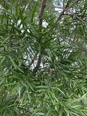 Afrocarpus