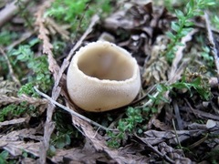 Tarzetta cupularis