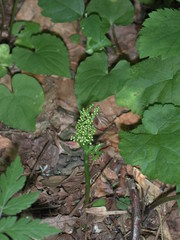 Botrychium angustisegmentum