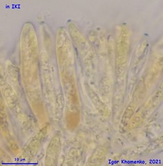 Fuscolachnum misellum