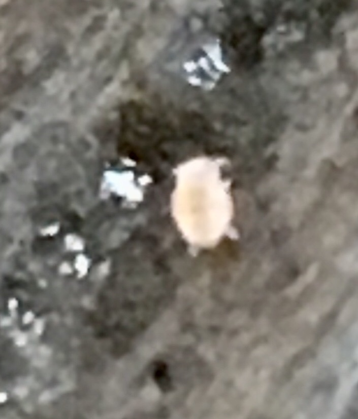 Megalothorax minimus V.Willem, 1900