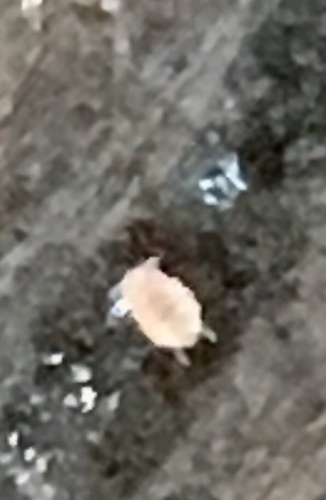 Megalothorax minimus