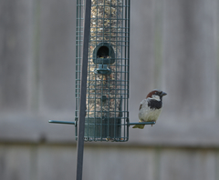 Passer domesticus