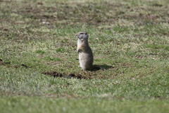 Urocitellus