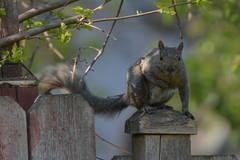 Sciurus carolinensis