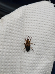 Metamasius sericeus