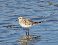 Calidris bairdii