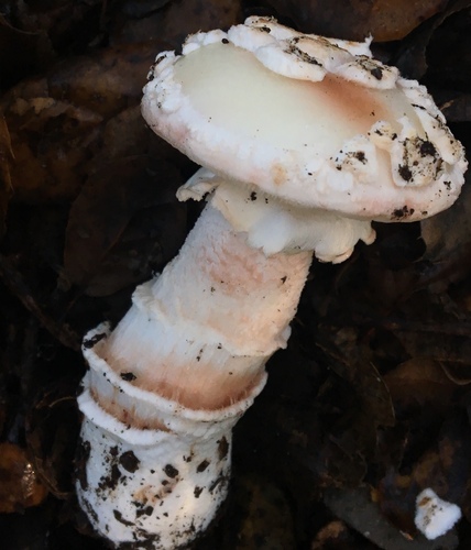 Blushing Bride Amanita
