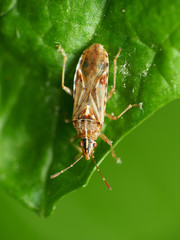 Belonochilus numenius
