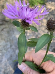 Centaurea × moncktonii