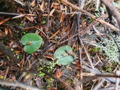 Corybas rotundifolius
