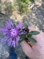 Centaurea × moncktonii