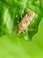 Belonochilus numenius