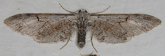 Eupithecia nevadata
