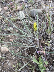 Lomatium triternatum triternatum