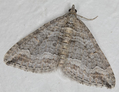 Perizoma custodiata