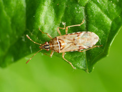 Belonochilus numenius