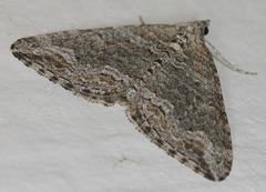 Perizoma custodiata
