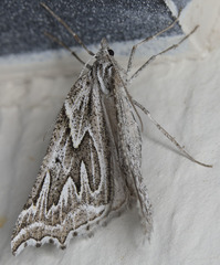 Plataea californiaria