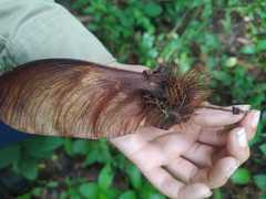 Centrolobium paraense