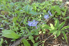 Phlox divaricata divaricata