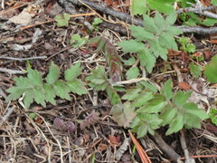 Hydrophyllum fendleri