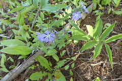 Phlox divaricata divaricata