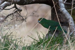 Cyanoramphus malherbi