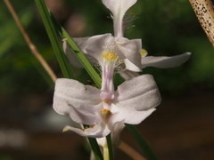 Calopogon