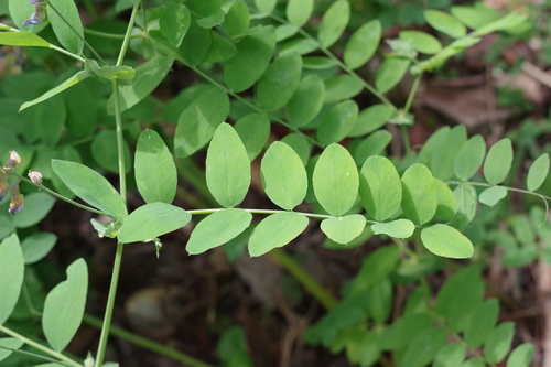 Image of Lathyrus polyphyllus by no rights reserved