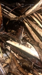 Leptodactylus mystaceus