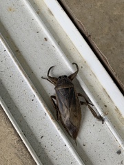 Lethocerus annulipes