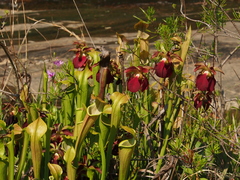 Sarracenia jonesii