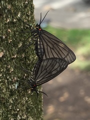 Sangalopsis microleuca