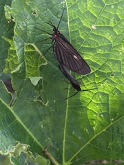 Sangalopsis microleuca