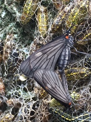Sangalopsis microleuca